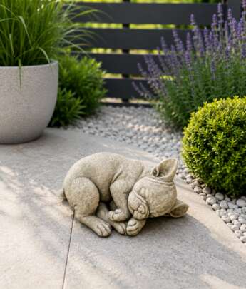 Sleeping Frenchie